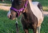 Wanted mini ponys and mini donkeys