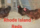Rhode island red pullets/ hens