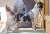 Leopard Catahoula Male Pup - NALC