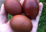 Black Copper Maran hatching eggs