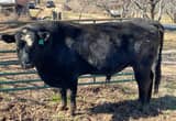 angus cross bull