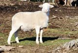 Katahdin Dorper Yearling Rams