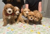 Cavapoo Puppies! Adorable and sweet!