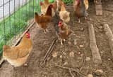buff orphington hens
