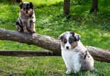 CKC Mini Aussie Puppies (w/ health cntrct