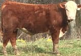 Registered Hereford Bull