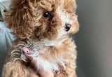toy poodle (callie)
