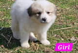 Great Pyrenees Puppies