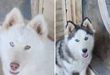 Therapy bred Husky Pups