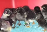 3 day old chicks