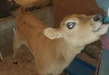 heifer calf, mid size jersey, bottle cal