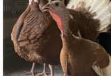 Bourbon Red turkey eggs, bearded hen