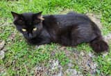 Luxurious black Bobtail, older kitten