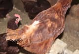 REDUCED! RIR pullets(some feather loss)