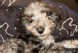 female aussiedoodle