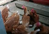 chickens laying hens