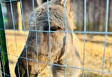 miniature donkey