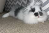 Lionhead Bunny