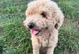 rehoming mini male poodle