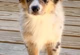 Australian Shepherd Puppies