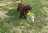 female chocolate poodle 6 months old