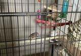 Zebra Finches with Cage