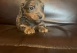 Miniature Dachshund