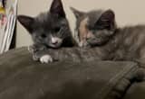 3 kittens to good home asap
