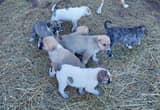 Anatolian shepherd puppies