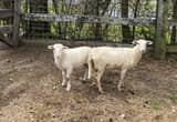 Katahdin Ewe for sale