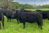 Registered Black Angus Heifers