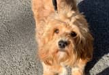 Cavalier Poodle mix - 2 year old female