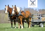 Belgian Draft Horse Team for Sale