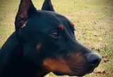 Obedience Trained Doberman