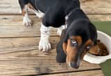 Male basset hound