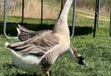 African Geese Male