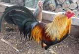 Gamefowl Rooster