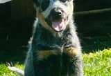 Blue Heeler Puppy