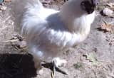 silkie rooster