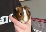 Male Guinea Pig w/ Cage