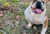 4 yr old male english bulldog