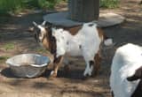 Nigerian Dwarf Bucklings.