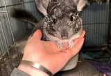 Chinchilla