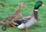 Wanted Rouen Ducks