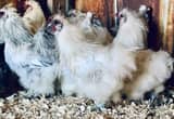 Silkie Roosters