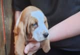 Ckc Basset Hound Babies