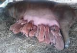 Red Wattle Piglets