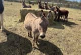 mini jack donkey