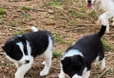 herding and sport Border collie pups