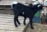 Nigerian/ Pygmy male baby goats